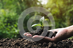 Closeup hand of person holding abundance soil with young plant in hand   for agriculture or planting peach nature concept