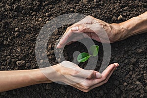 Closeup hand of person holding abundance soil with young plant in hand   for agriculture or planting peach nature concept