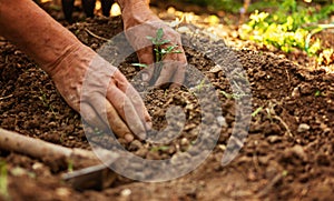 closeup hand of person holding abundance soil with young plant in hand for agriculture or planting peach nature concept