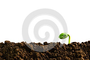 Closeup hand of person holding abundance soil with young plant i