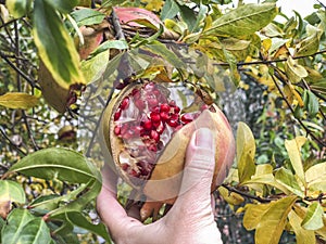 Closeup of a hand picking a ripe pomegranate fruit from tree