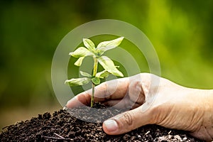 Closeup hand planting young tree in soil
