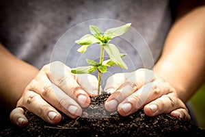 Closeup hand planting young tree in soil