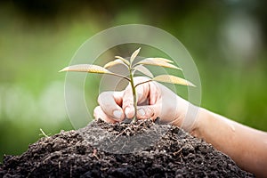 Closeup hand planting young tree in soil on green background