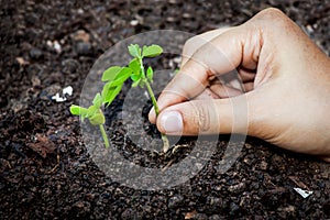 Closeup hand planting young tree in soil