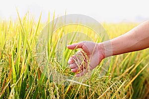 Closeup hand with rice field.