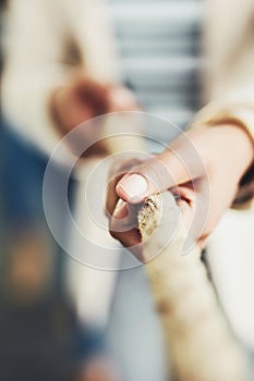 Closeup of hand, rope and tug of war for team building, business people and collaboration with competition. Corporate