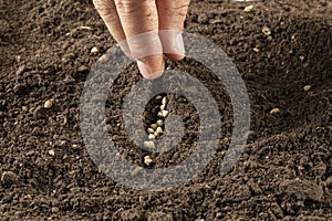 Closeup of a hand sowing buckwheat seeds into soil