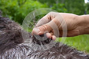 Closeup of hand stripping hair of dog