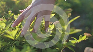 Closeup hand touch sun green bush leaves at park. Nature landscape. Cheerful girl walk in sunny day