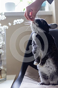 Closeup hand which feeds a rabbit, on a light background. Love to animals