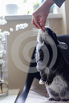 Closeup hand which feeds a rabbit, on a light background. Love to animals