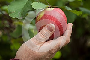 hand of woman picking a red apple in apple tree