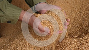 Closeup of handful of soybean hulls in hands of male farmer. Concept of organic feed supplement in production of