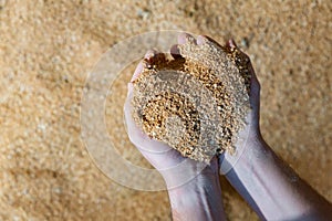 Closeup of handful of soybean hulls in male hands