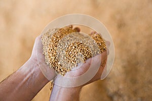 Closeup of handful of soybean hulls in male hands