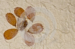 Closeup of handmade paper texture background with petals