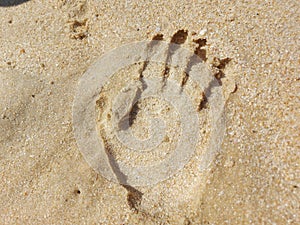 Closeup of a handprint on the sand in the beach