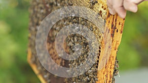 Closeup hands of beekeeper holds the frame with a lot of honeycombs.