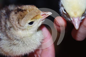 Closeup of the hands of a child holding a cute little yellow chikens.