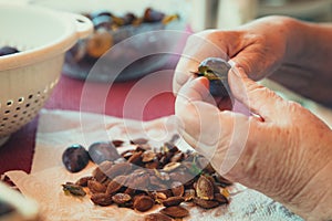 Closeup, Hands are cleaning Damson or plums for traditional cake