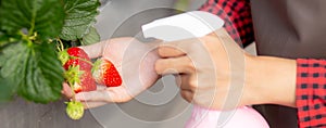 Closeup hands entrepreneur young asian woman standing and watering strawberry plants in farm at greenhouse.