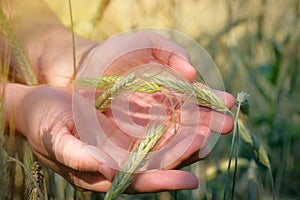 Closeup hands of a farmer holding wheat grains on a wheat field. Agriculture concept