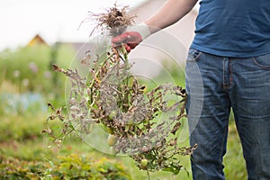 Closeup hands in gloves disroot infected tomato plant