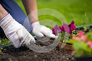 A closeup of hands in gloves engaged in gardening work,