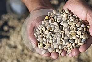 Closeup of hands holding fresh coffee beans under sunlight with a blurry background in Guatemala