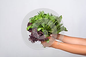 Closeup of hands holding fresh cooking herbs, leafy green vegetables, holding parsley sorrel lettuce