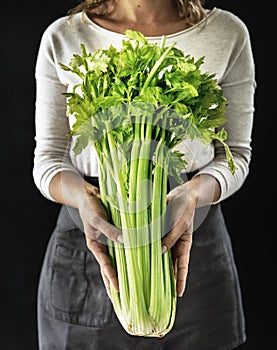 Closeup of hands holding fresh organic celery