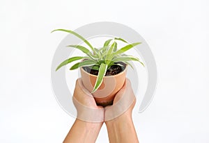 Closeup of hands holding tree pot on white background. Soft focus