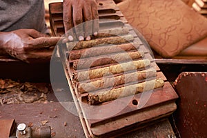 Closeup of hands making cigar from tobacco leaves. Traditional manufacture of cigars. Dominican Republic