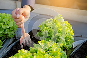 Closeup hands of man farmer shovel dig fresh organic vegetable garden in the farm, produce and cultivation green oak lettuce
