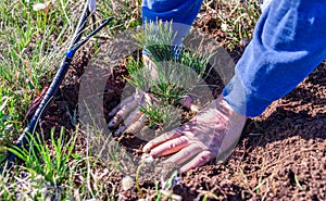 Closeup of hands of a man who is planting a limber pine evergreen seedling tree next to a drip irrigation line