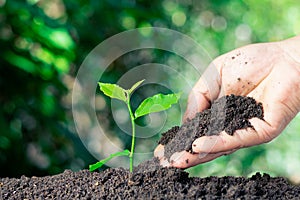 Closeup hands of a person holding fertile soil with saplings in hand for agriculture or planting, peach nature concept The idea of