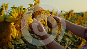 Closeup hands touching sunflower plantation. Farmer examining seeds quality