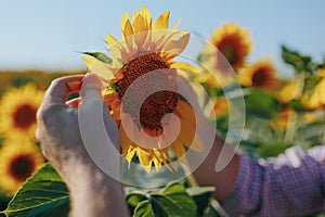 Closeup hands touching sunflower plantation. Farmer examining seeds quality in evening sunlight. Unknown man agronomist