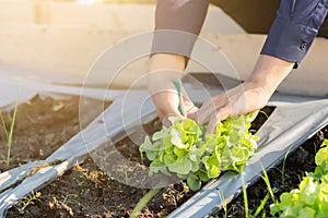 Closeup hands of young asian man farmer checking fresh organic vegetable garden in farm, produce and cultivation green oak lettuce