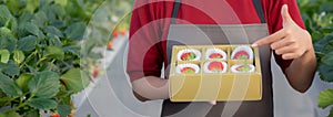 Closeup hands young asian woman holding box strawberry in farm at greenhouse, female harvest ripe strawberry.