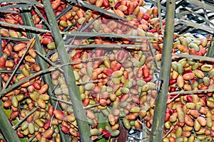 A closeup of hanging bunches of orange and green semi-ripe dates on a date palm Phoenix dactylifera