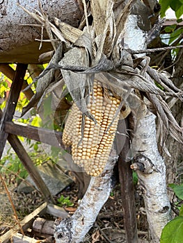 Closeup of hanging dry corns with leaves.