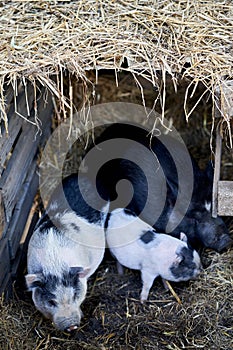 Closeup of happy baby pigs on dried grass on a farm