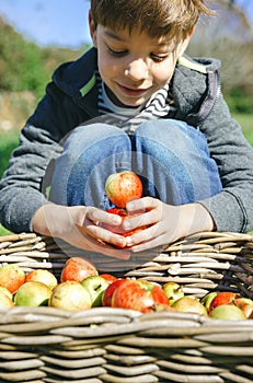 Happy kid playing with apples over wicker basket