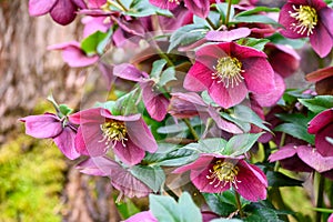 Closeup of a happy deep pink blooming flower of a hellebore plant in a spring garden
