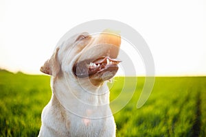 Closeup of the happy dog on the green field on the beautiful sunset. Cheerful labrador retriever sits on the grass with his owner