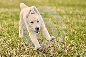 Closeup of a Happy golden retriever puppy running on a sunny day