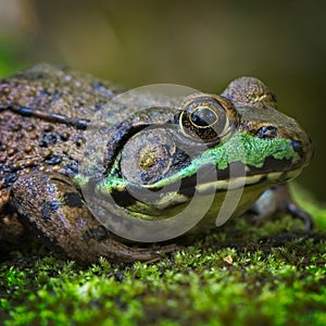 Closeup of green frog sitting on a green mossy log.