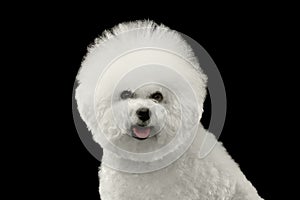 Closeup Happy Purebred White Bichon Frise Dog , isolated Black Background